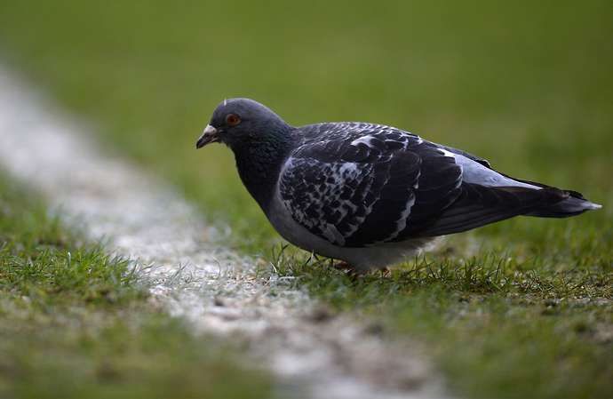 Pigeons could pose a problem for WWE