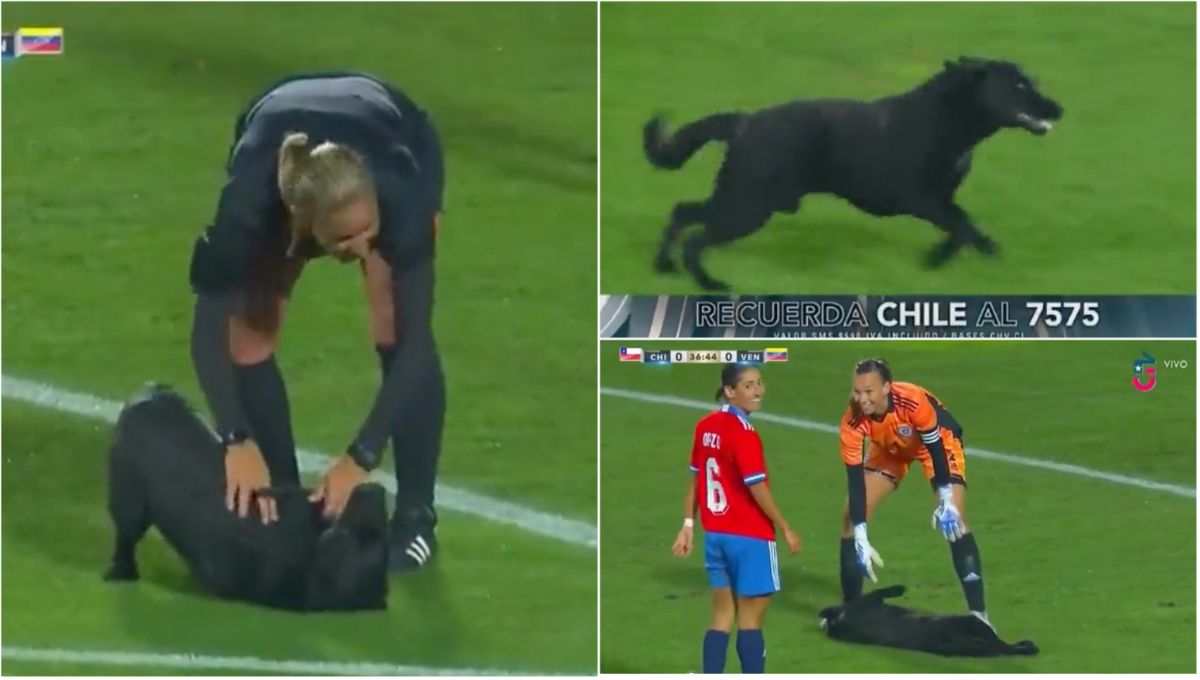 A dog invaded a Gaelic football pitch and got the crowd going with some  elusive moves - Article - Bardown